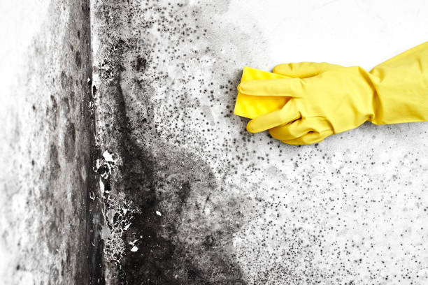 Best Commercial Mold Removal  in Fredonia, KS