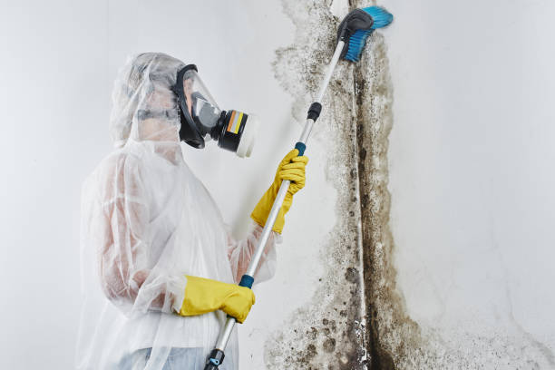 Best Same-Day Mold Removal  in Fredonia, KS