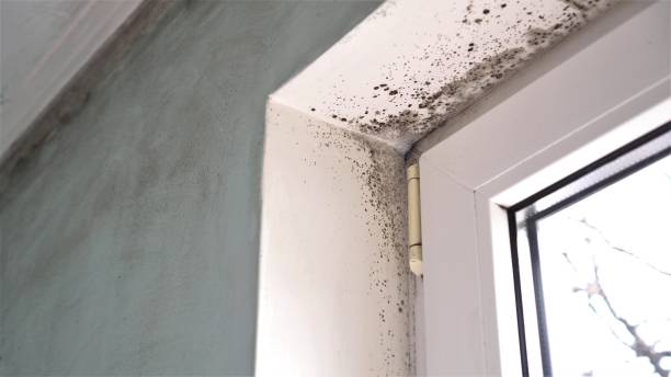 Best Fast Mold Removal  in Fredonia, KS