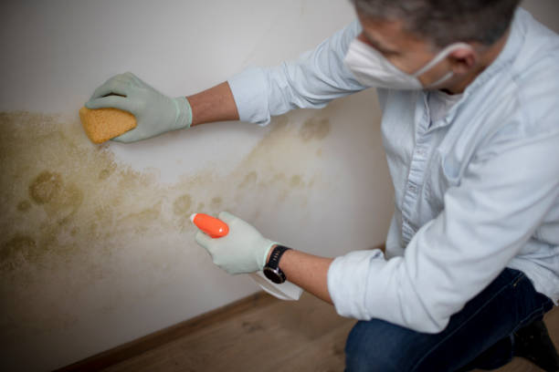 Best Mold Remediation  in Fredonia, KS