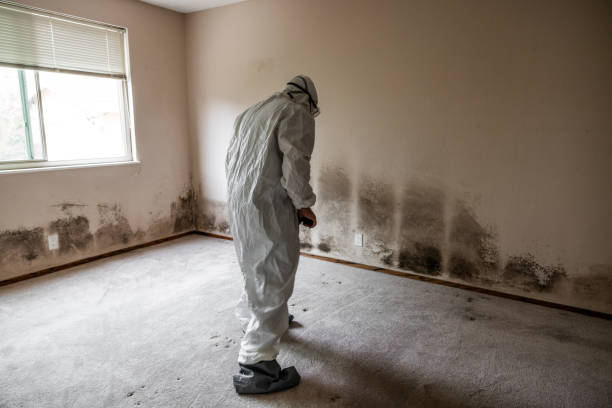 Best Black Mold Removal  in Fredonia, KS