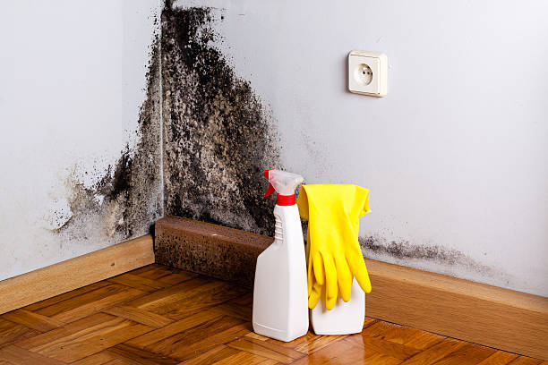 Best Office Mold Removal Services  in Fredonia, KS
