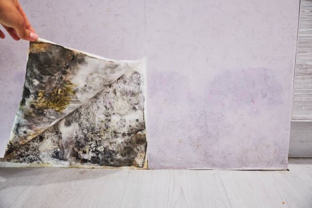 Best Home Mold Removal  in Fredonia, KS